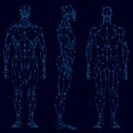 Set with the contours of the muscular structure of a person from blue lines isolated on a dark background. Front, side Royalty Free Stock Photo
