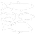 Set with contours of various fishes isolated on a white background. Vector illustration