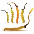 Set of cordyceps