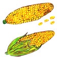 Set of corn with individual grains and on the cob on a white background. raster illustration, felt-tip pen drawing Royalty Free Stock Photo