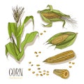 Set of corn plant. Colorful hand drawn collection maize. Vector illustration. Royalty Free Stock Photo