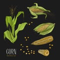 Set of corn plant. Colorful hand drawn collection maize. Vector illustration on black background. Royalty Free Stock Photo