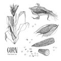 Set of corn plant. Contour black and white hand drawn collection maize. Vector illustration.