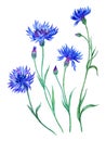 Set of cornflowers, watercolor painting on white background isolated Royalty Free Stock Photo