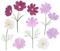 Set Cosmea flowers watercolor botanical illustration