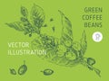 Vector engraving illustration of green coffee beans. Royalty Free Stock Photo