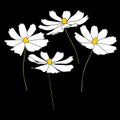 Set of cosmos flower branch vector simple illustration isolated on black background. Outline hand drawn colored version. Floral Royalty Free Stock Photo