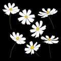 Set of cosmos flower branch vector simple illustration isolated on black background. Outline hand drawn colored version Royalty Free Stock Photo