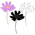 Set of cosmos flower branch vector simple illustration isolated on white background. Black outline hand drawn sketch and Royalty Free Stock Photo