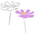 Set of cosmos flower branch vector simple illustration isolated on white background. Black outline hand drawn sketch and Royalty Free Stock Photo