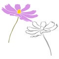 Set of cosmos flower branch vector simple illustration isolated on white background. Black outline hand drawn sketch and Royalty Free Stock Photo