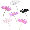 Set of cosmos flower branch vector simple illustration isolated on white background. Black outline hand drawn sketch and Royalty Free Stock Photo