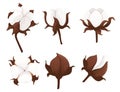 Set of cotton flower branch vector illustration isolated on white background Royalty Free Stock Photo