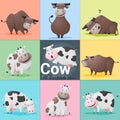 Set of Cow family Royalty Free Stock Photo