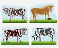 Set of cow, flat icons. Vector cows of different colors