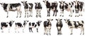 Set of cow with front side and back views isolated Royalty Free Stock Photo
