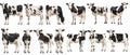 Set of cow with front side and back views isolated Royalty Free Stock Photo