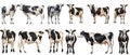 Set of cow with front side and back views isolated Royalty Free Stock Photo