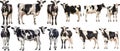 Set of cow with front side and back views isolated Royalty Free Stock Photo