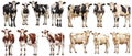 Set of cow with front side and back views isolated Royalty Free Stock Photo