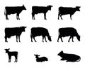 Set of Cow grazing. Picture silhouette. Farm pets. Animals for milk and dairy products. Isolated on white background Royalty Free Stock Photo