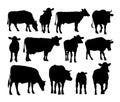 Set of cow silhouettes. Royalty Free Stock Photo