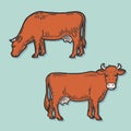 Set of cows. Farm animal. Hand drawn sketch. Vintage style. Color vector illustration Royalty Free Stock Photo