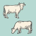 Set of cows. Farm animal. Hand drawn sketch. Vintage style. Color vector illustration Royalty Free Stock Photo