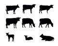 Set of Cows graze in pasture. Picture silhouette. Farm pets. Domestic farm animals for milk and dairy products. Isolated Royalty Free Stock Photo
