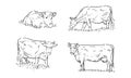Set of cows grazing in a field. Vector illustration. Hand drawn.