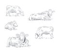 Set of cows on pasture in different poses Royalty Free Stock Photo