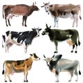 Set of cows. Watercolor illustration in white background.