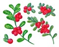 A set of Cranberries with watercolor leaves on a white background. Juicy and fresh cranberry berries realistic forest hand drawn Royalty Free Stock Photo