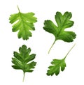 Set of crataegus hawthorn green leaves
