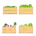 Set of crates with veggies