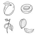 Set of creative hand drawn contour apricots icons. Branch, kernel, lobule, leaves. Idea for decors, logo, nature and fruit themes.