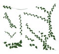 A Set of Creeper Plant on White Background