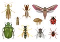 Set of creeping and flying insects. Vector illustration