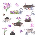 Set of crocuses, bulbs, soil, garden hand tools. Planting flowers in the ground, watering. Spring flowers, gardening equipment.