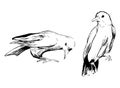 Crow bird illustrations. Ink simple sketches of animals and nature. Monochrome black and white vector drawings. Royalty Free Stock Photo