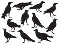 Set of crow realistic icon silhouette shadow isolated on white background in different action Royalty Free Stock Photo