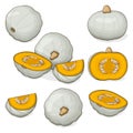 Set of Crown Prince Squash. Clipart.