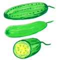 Set of cucumbers and slices of cucumber. raster illustration, felt-tip pen drawing