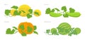 Set of cucurbitaceae plants. Pumpkin melon and watermelon zucchini or courgette plant. Royalty Free Stock Photo
