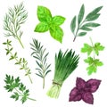 Set of culinary herbs, hand drawn vector watercolor