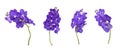 Set of cut out blue vanda orchids stem isolated on white background on summer season Royalty Free Stock Photo