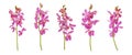 Set of cut out pink mokara orchids stem isolated on white background Royalty Free Stock Photo