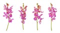 Set of cut out pink mokara orchids stem isolated on white background Royalty Free Stock Photo