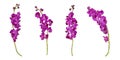 Set of cut out purple mokara orchids stem isolated on the white background Royalty Free Stock Photo