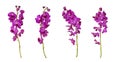 Set of cut out purple mokara orchids stem isolated on the white background Royalty Free Stock Photo